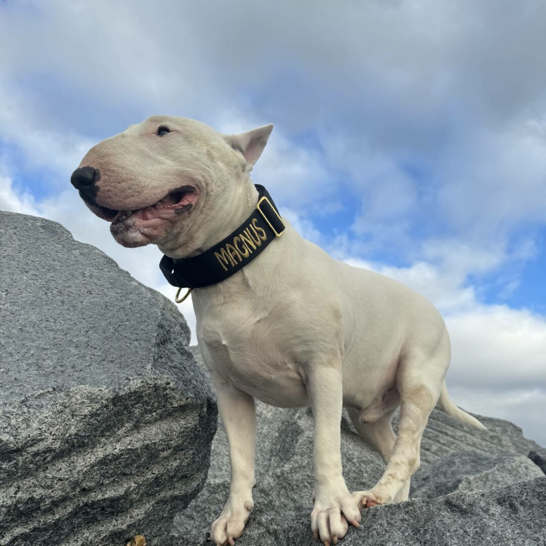 English Bull Terrier wearing Black Gold Series collar with personalisation