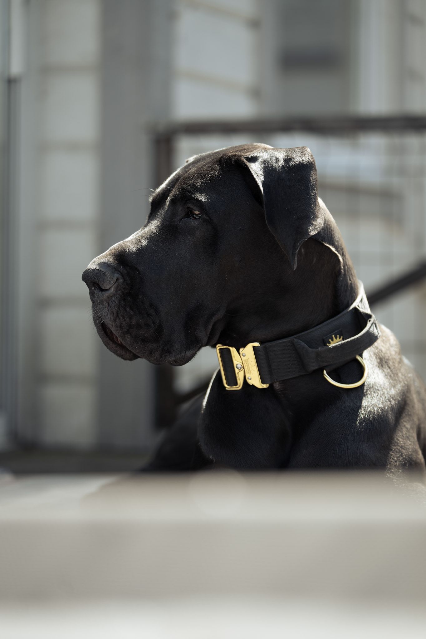 Black Gold Series Collar 5cm Premium Tactical Dog Collars