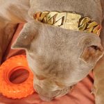 Gold XL Chain Dog Collar photo review