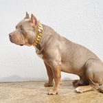 Gold XL Chain Dog Collar photo review