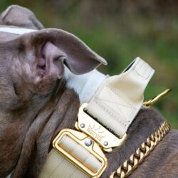 Cream - Gold Series Tactical Dog Collar American Bully