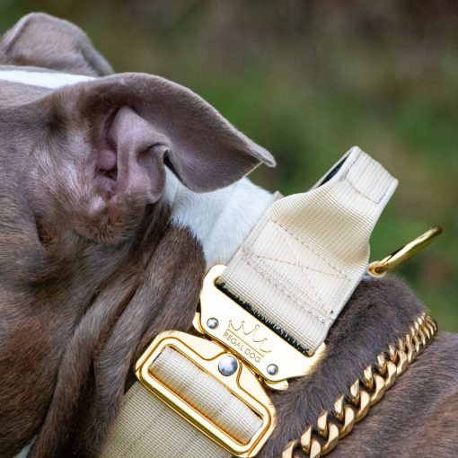 Cream - Gold Series Tactical Dog Collar American Bully
