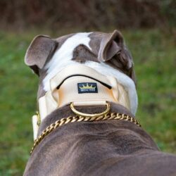 Cream - Gold Series Tactical Dog Collar American Bully