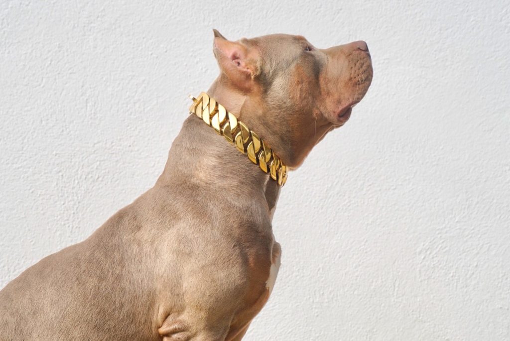 XXL Bully with XL Gold Chain Collar