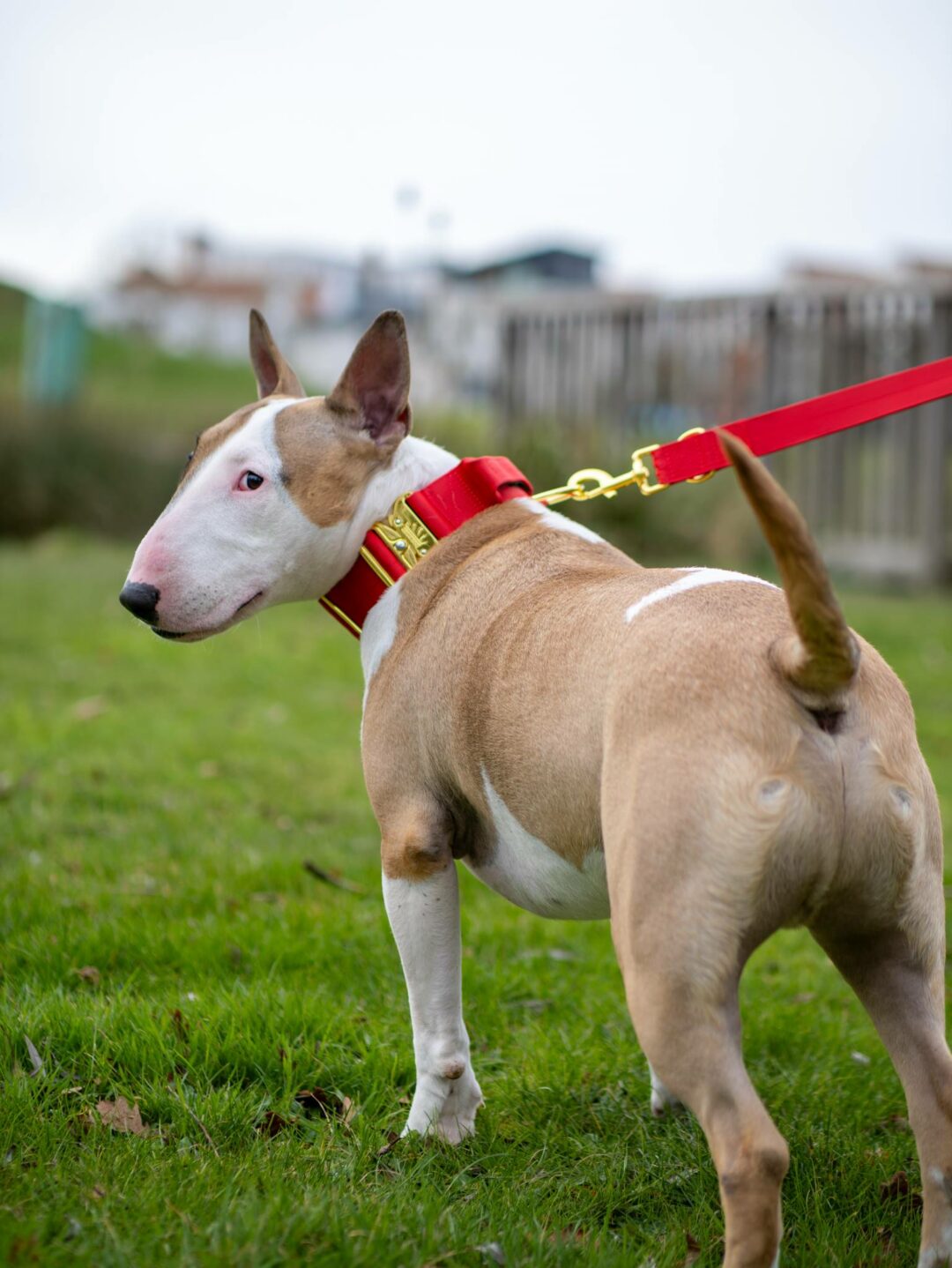Cute English Bull Terrier wearing Red Gold Series collar and red dog leash