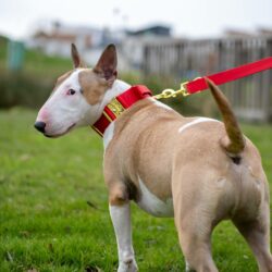 Cute English Bull Terrier wearing Red Gold Series collar and red dog leash