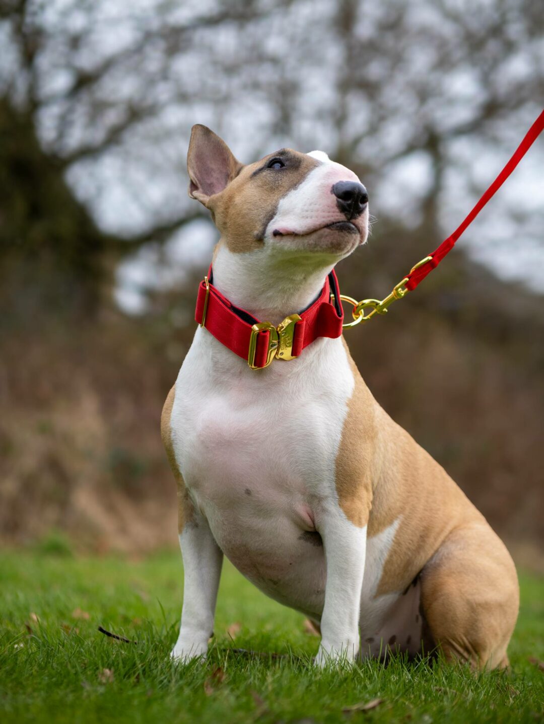 English Bull Terrier wearing Red Gold Series collar and red dog leash