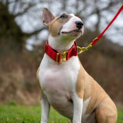 English Bull Terrier wearing Red Gold Series collar and red dog leash