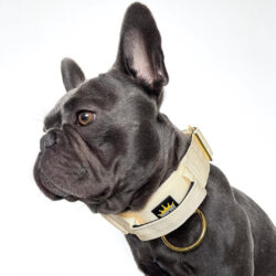 Cream Luxury Dog Collar on Frenchie