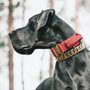 Red Gold Series Dog Collar and Gold Dog Chain