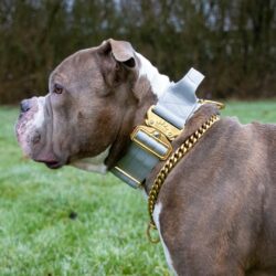 Grey - Gold Series Tactical Dog Collar American Bully