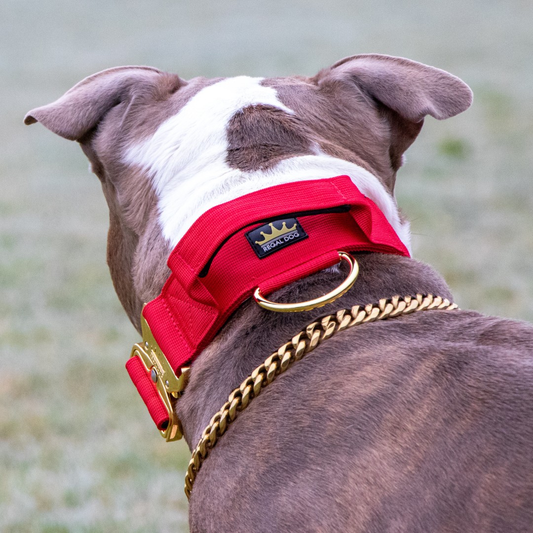 Red - Gold Series Tactical Dog Collar American Bully