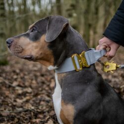 XL Bully Puppy wearing Grey Gold Series collar with matching frog clip lead