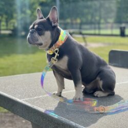 Prism Iridescent Dog collar and lead