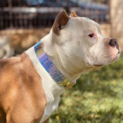 American Bully with Iridescent collar