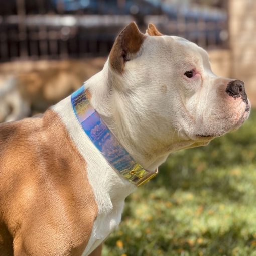 American Bully with Iridescent collar