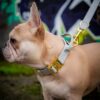 Fawn Frenchie with a Grey Collar