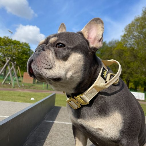Cream Gold Series Dog Collar on a Frenchie