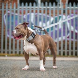 Strong Grey Tactical Collar and Lead