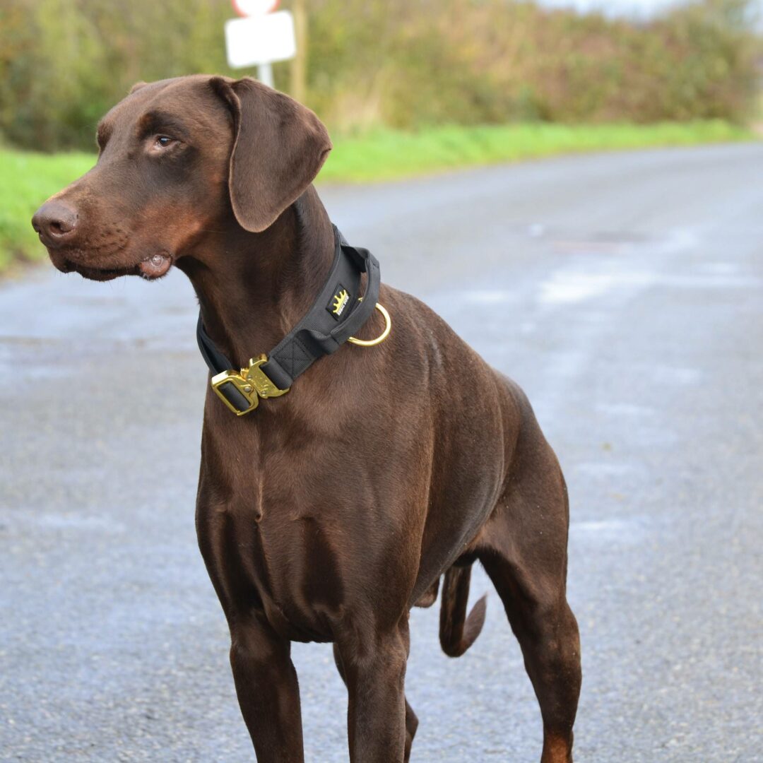 Doberman in Black and Gold dog collar