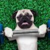 Building dog muscle