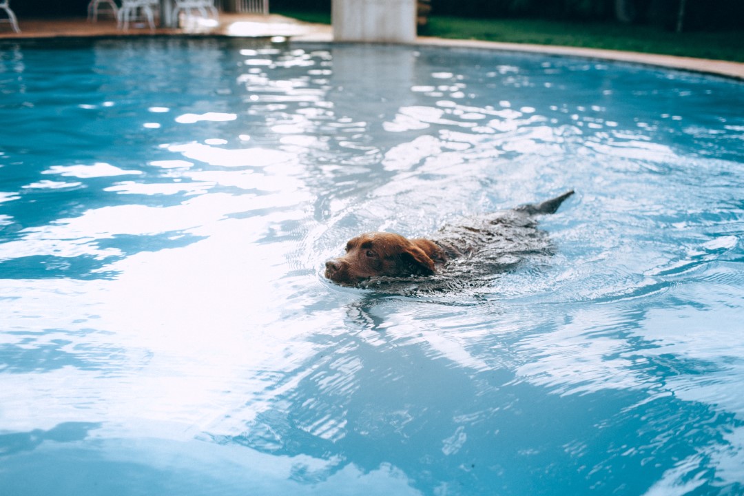 Can all dogs swim