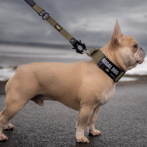 Frenchie with Khaki Tactical Collar and Frog Clip Lead