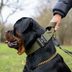 Rottweiler wearing Khaki dog collar with handle and gold necklace