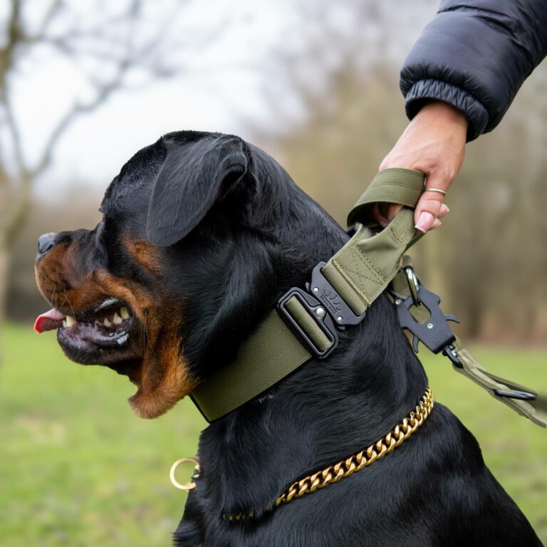 Dog Collar Khaki Small
