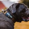 Khaki Tactical Dog Collar On Cane Corso