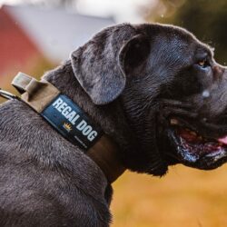 Khaki Tactical Dog Collar On Cane Corso