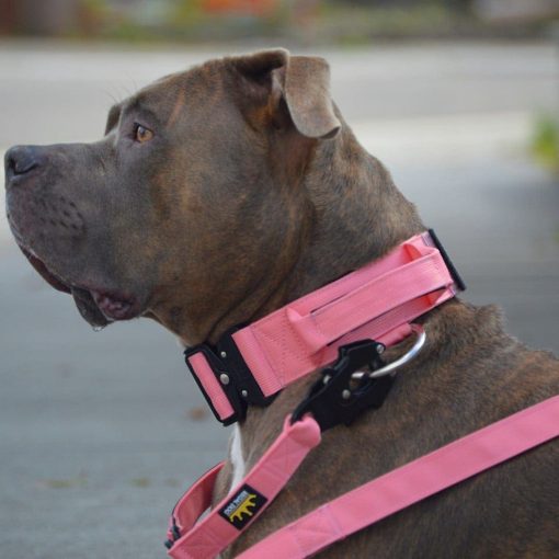 Pink Tactical Dog Collar and lead on American Bully