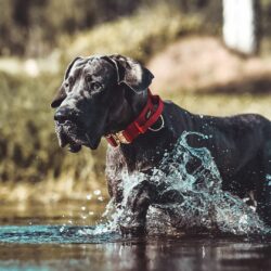 Red Tactical Dog Collar on Great Dane