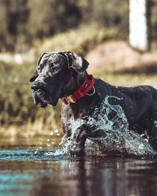 Red Tactical Dog Collar on Great Dane