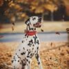 Dalmation with Red Dog Collar