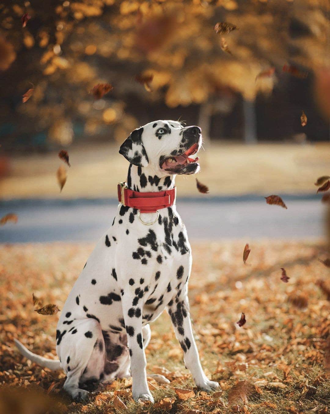 Dalmation with Red Dog Collar