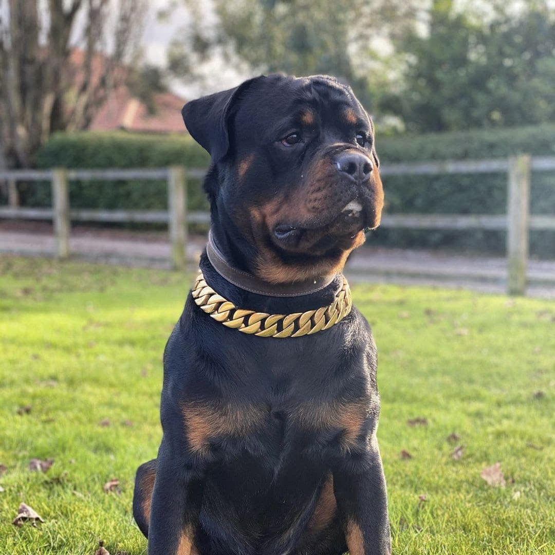 Gold dog chain on a Rottweiler