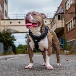 Black Luxury Dog Harness and Lead