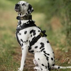 Black Luxury Dog Harness and Collar On Dalmation