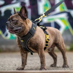 Black Luxury Dog Harness and Lead