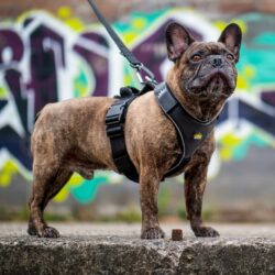 Black Premium Dog Harness and Lead