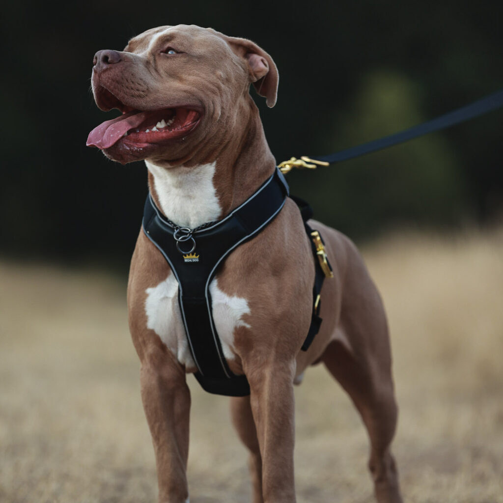 Harness Sizing Chart – Ware of the Dog