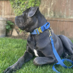 Cane Corso with Blue and Gold collar