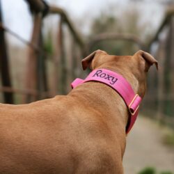 XL Bully wearing Personalised Pink collar