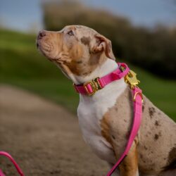 XL Bully Puppy wearing Rose Pink Gold Series collar with matching frog clip leash