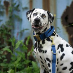 Dalmatian with Luxury Blue and Gold dog collar