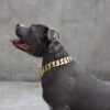American Bully with gold dog chain