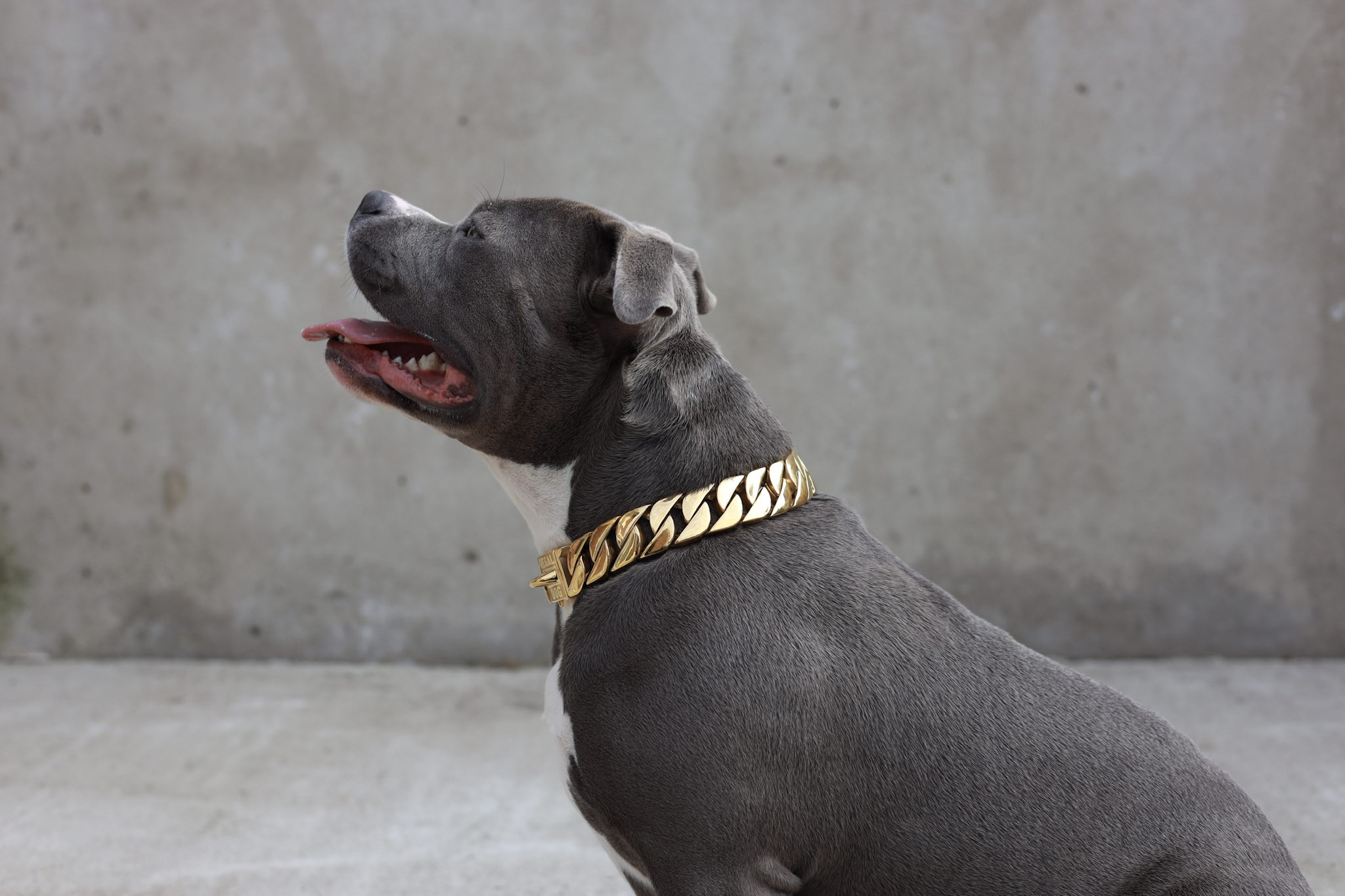 American Bully with gold dog chain