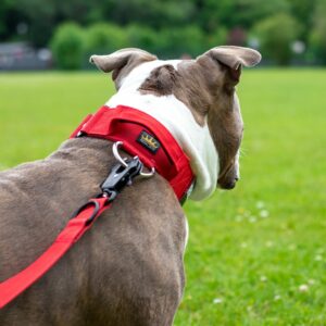 American-Bully-Red-Tactical-Collar-and-Lead