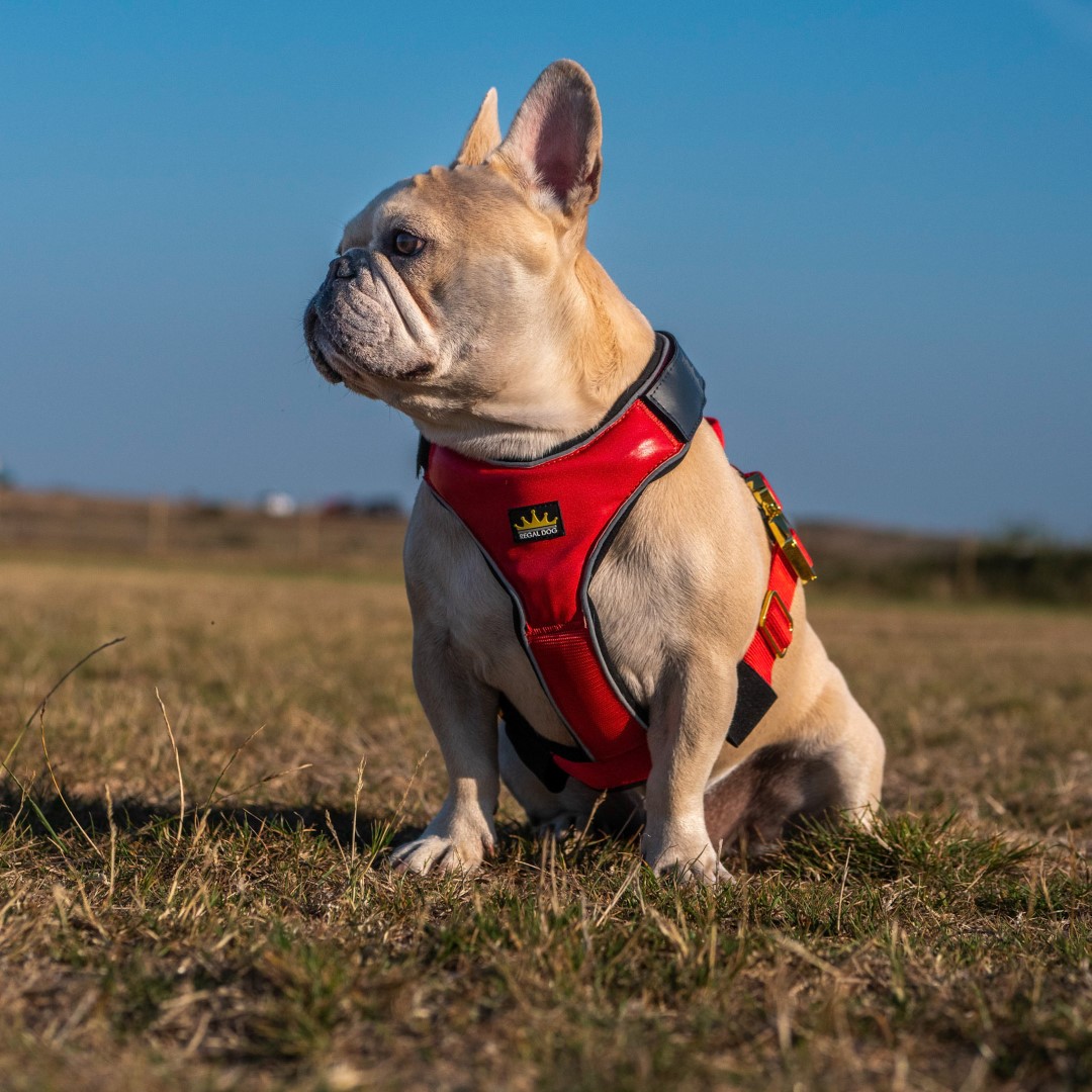 Diamond harness  Harnais chien, Bouledogue français, Chien